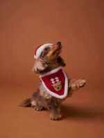 The Merry Pup Christmas Set - imagine 3