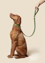 The Everyday Essentials Collar & Leash Set