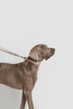 The Everyday Essentials Collar & Leash Set - imagine 2