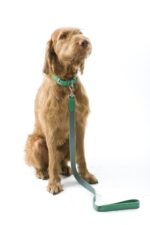 The Everyday Essentials Collar & Leash Set - imagine 3