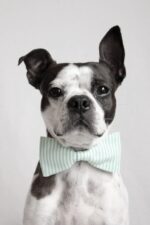 The Dapper Pup Accessories