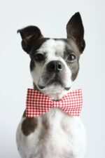 The Dapper Pup Accessories - imagine 3