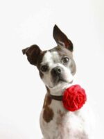 The Dapper Pup Accessories - imagine 4