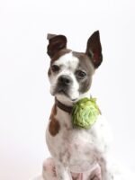 The Dapper Pup Accessories - imagine 2